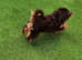 Stunning Chocolate Yorkshire terriers1Girl&1Boy