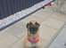 belgium shep girl