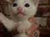 3 kittens £60