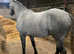 14.3 connemara gelding
