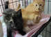 Kittens