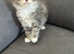 Mixed breed maine coon kitten
