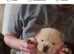 Boy chow chow polar white