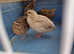 Coturnix quail looking for a new home.