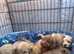 Beautiful 8 weeks old Cockapoo puppies