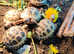 Horsfield tortoises ready now Leicester ( licenced )