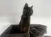 British Shorthair female