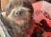 Patterdale cross Lakeland terrier  pups