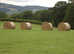 EXCELLENT ROUND BALE MEADOW HAY