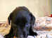 Labrador puppy's for sale