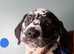 Dalmatian Puppies Ready for Fur-ever Homes