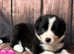 Border Collie Puppies for Sale