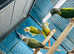 Conures Glasgow