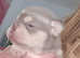 KC TOP QUALITY HEALTHY HAPPY PUPS