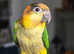 Kiki The Caique (with full setup)