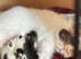 Gorgeous Exotic Shorthair kittens