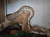 Ball python and corn snake