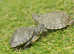 Baby Green Map Turtles Available