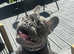 18 month old male French bulldog.
