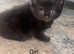 Female kitten