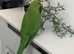 Beautiful Indian ringnick parrot