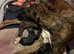 7 lurcher pups for sale