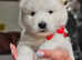 Adorable Samoyed mix puppies