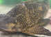 Urgent REHOME Large Sailfin Pleco