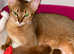 Champion Bl Abyssinian Girl