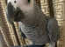 Hand tame African grey