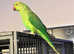 Stunning baby Indian ringnick parrot
