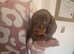 For Sale Beautiful Miniature Smooth haired Dachshunds