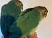 Silly Tame Mutation handreared Conure parrots