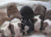 Gorgeous KC registered, Boston Puppies