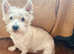 FOR SALE 2 WESTIE FEMALES ( TWO YEARS OLD )