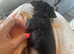 Half chowower half Yorkshire terrier