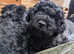 Hungarian Puli puppies for sale