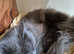 Maincoon Gccf active female