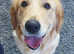 Golden Retriever female
