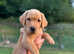 Handsome Labrador Puppy
