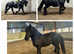 Reluctant sale of 2 x horses Friesian and Irish cob