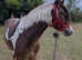 Very pretty 14hh coloured gelding