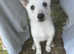 White German Shepard