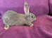 Continental Giant rabbits