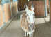 Male long haired donkey rising 1