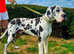 Harlequin Great Dane puppies