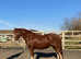 Top Class Welsh Section C Mare