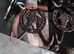 ELECTRIC FENCING WIRE/HOOKS ETC.