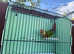 Conure hen bird