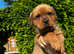 Rottie Cross pups